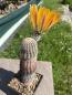 Preview: Echinocereus ctenoides